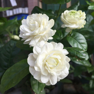 天狼茉莉虎头茉莉宝珠茉莉室内易养观赏性常绿木本植物花卉盆栽苗