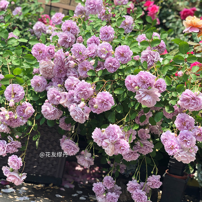 【蓝色阴雨】天狼月季攀援爬藤多季蓝紫色丰花勤花小型藤本月季