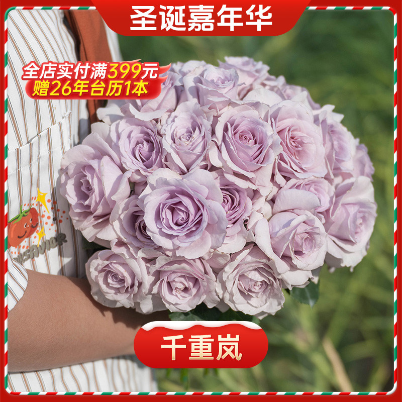 【圣诞嘉年华】天狼月季1.2升特价庭院花园好养观赏性玫瑰植物