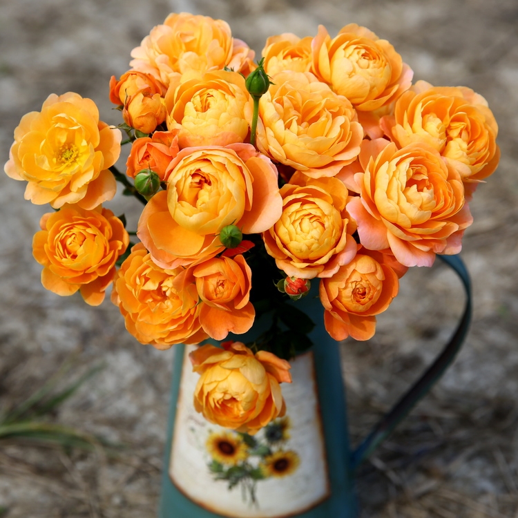 阳台天狼月季盆栽花苗绿植