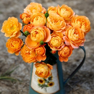 天狼月季 开花观赏花卉红苹果盈盈粉 阳台丰花微月盆栽庭院露台多季