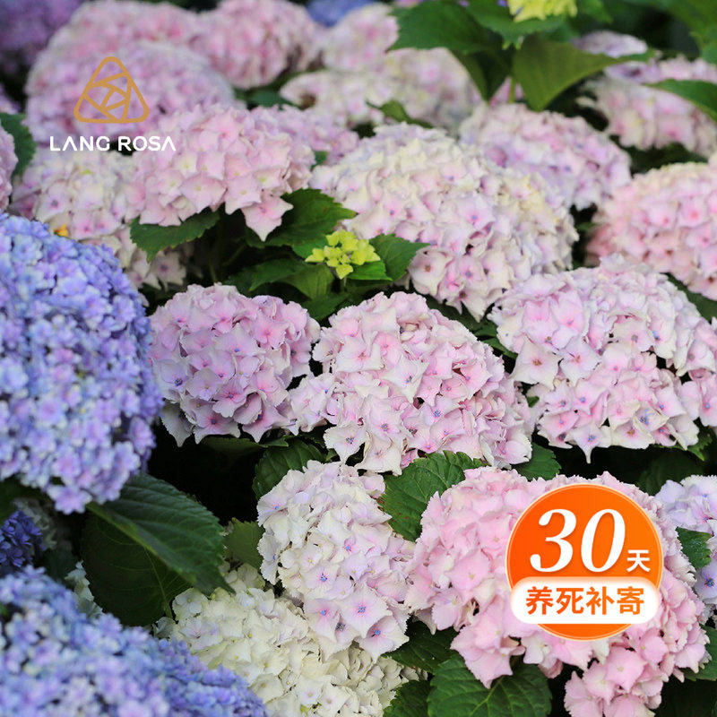 天狼绣球盆栽苗庭院阳台易养大花观花植物花卉无尽夏安妮公主佳澄,鲜花速递/花卉仿真/绿植园艺,绣球/木绣球/木本植物,淘宝优惠券,粉丝福利购,淘宝优惠卷