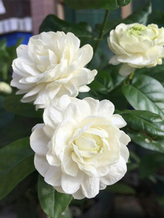 天狼茉莉虎头茉莉宝珠茉莉室内易养观赏性常绿木本植物花卉盆栽苗