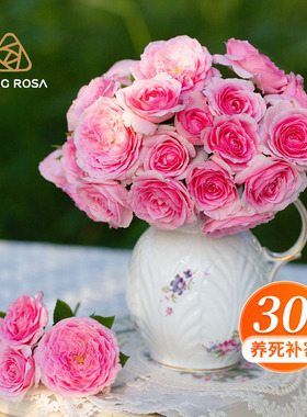 天狼月季0.8L/12cm盆小苗家庭园艺新手推荐蔷薇玫瑰花卉绿植