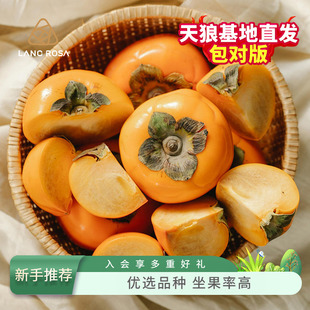 天狼 太秋甜柿盆栽苗 新手易养庭院花园地栽可食用观赏性果树