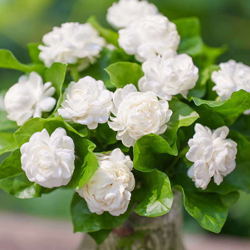 天狼茉莉花室内易养浓香木本植物图片