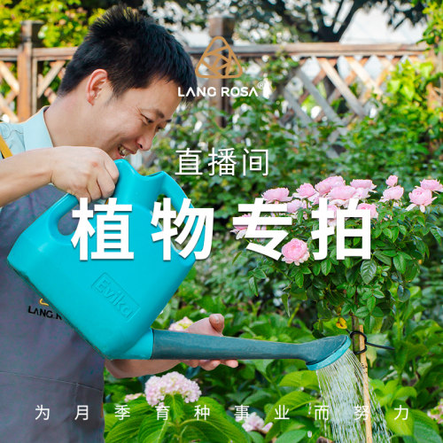 直播专属天狼月季旗舰店资材
