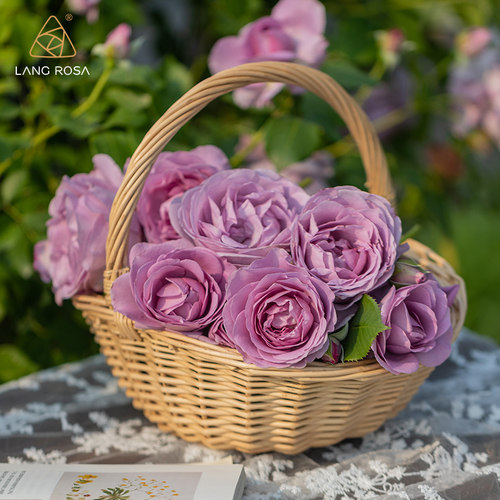 【蓝色风暴】天狼月季花园灌木盆栽地栽新手推荐多头中香丰花直立