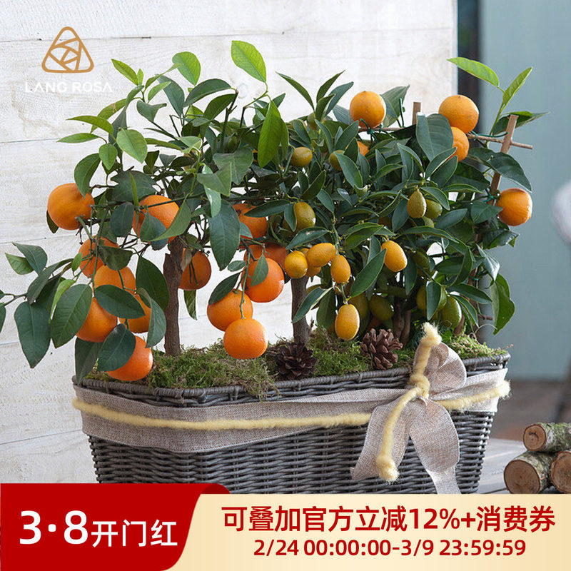 天狼柑桔类果树不知火砂糖桔等喜阳家庭园艺易养易种果树盆栽地栽