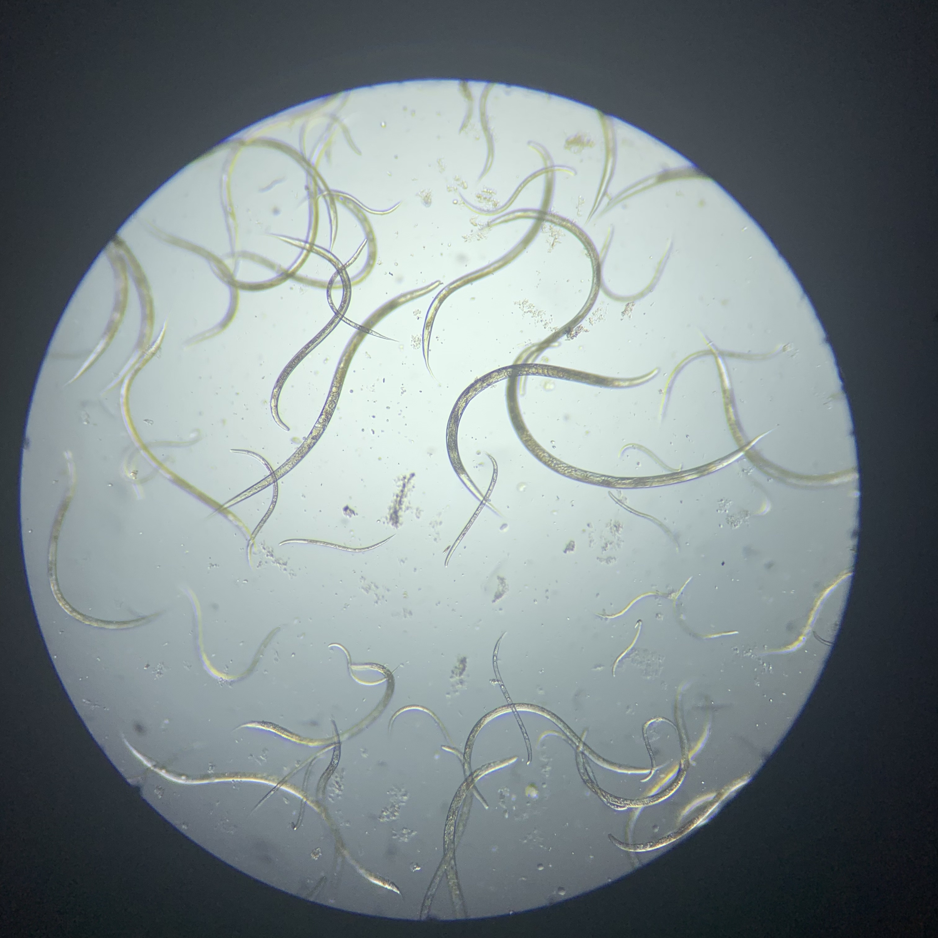 南方根结线虫活体科研实验试验测试观察活虫活体线虫直播用线虫