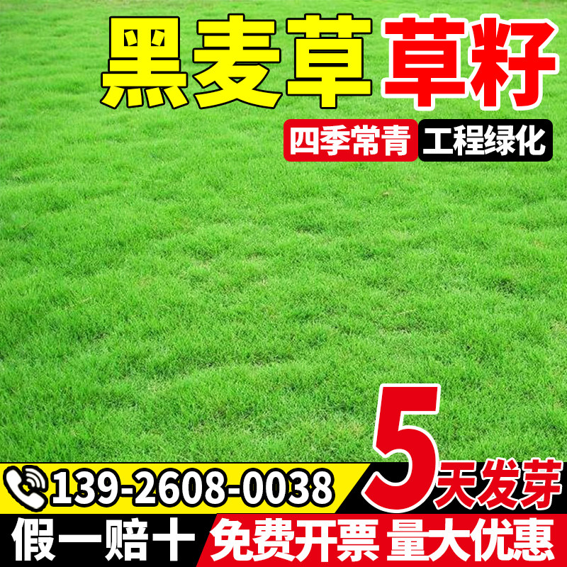 黑麦草草籽多年生黑麦草种子四季常青鸡鸭鹅猪牛羊鱼草种籽