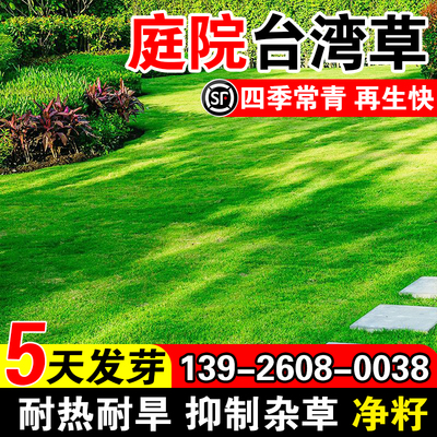 台湾草四季常青草籽庭院别墅