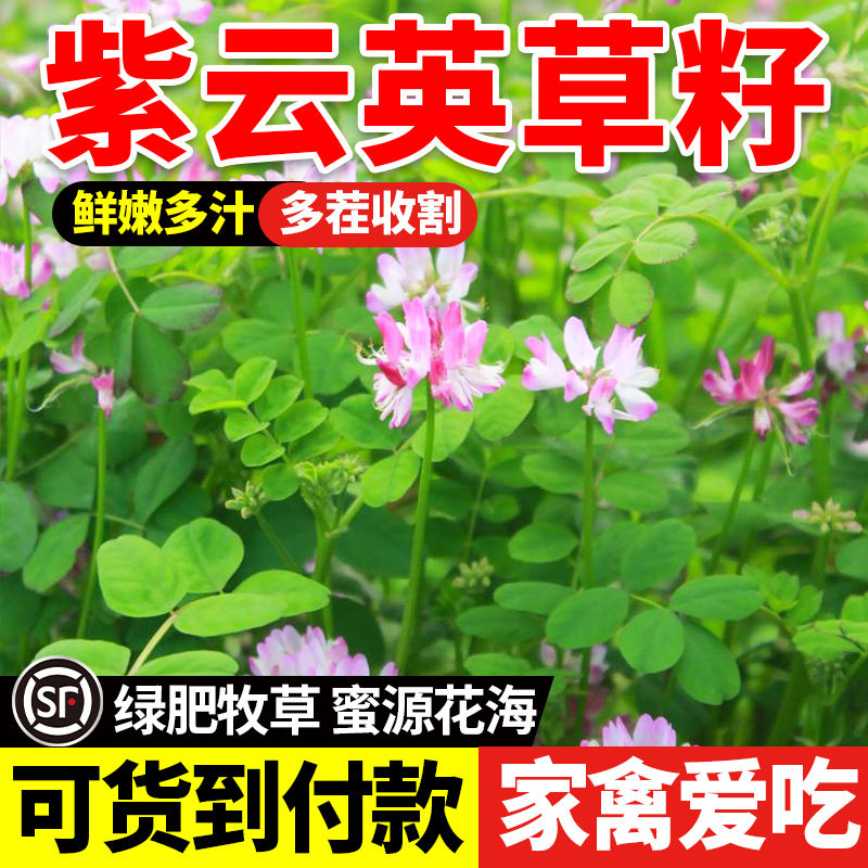 紫云英草籽红花草种子养蜂蜜源高产绿肥牧草种子食用野菜包邮