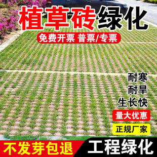 植草砖绿化四季常青民宿露营绿化工程草坪种子耐践踏草皮种籽
