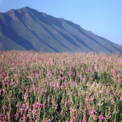 蜜源植物红豆草果园绿肥固