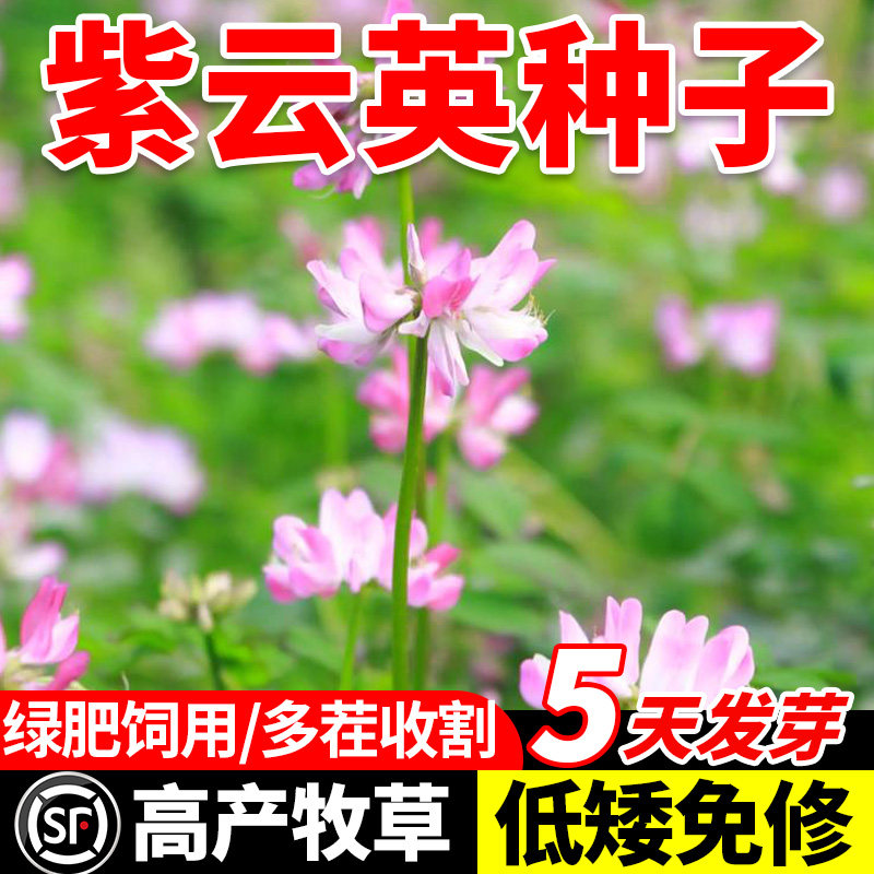 紫云英种子红花草种子养蜂蜜源高产绿肥牧草种子食用野菜包邮