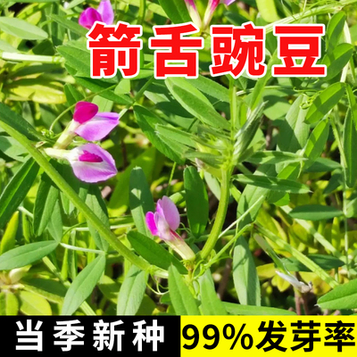 箭豌豆种子粮食饲草兼用轮作绿肥种子箭舌野豌豆大巢菜春秋牧草