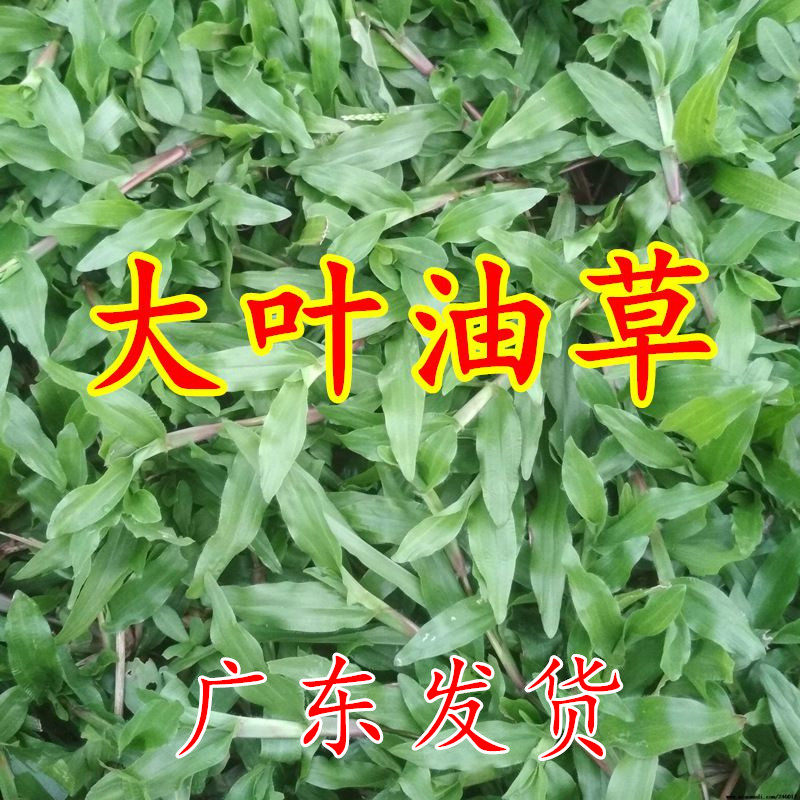 草坪种子 大叶油草种子 地毯草种子 巴西地毯草 抗病抗旱固土护坡