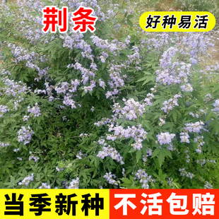 荆条种子新黄荆条树种子蜜源植物荆条花种子杜荆柴黄金子灌木