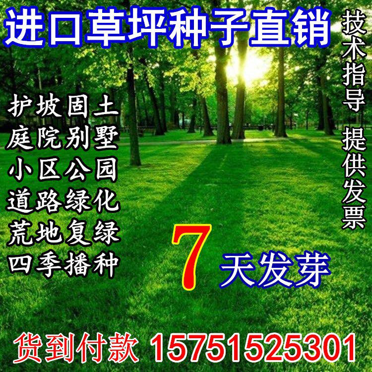 绿化草坪种子马尼拉草籽护坡草进口黑麦草籽草坪四季青高羊茅草籽