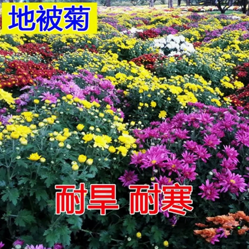 地被菊花种子玛格丽特籽室内图片