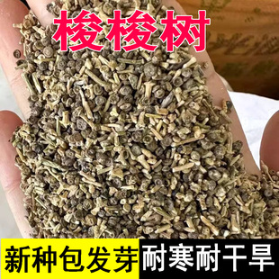 抗旱固沙种子梭梭树种籽 毛条种子培育肉苁蓉的好树木沙漠先锋