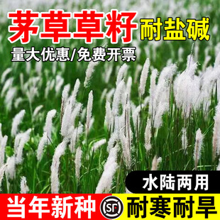 茅草草籽根草种子 白茅草种子 白茅花丝茅花狼尾草种子