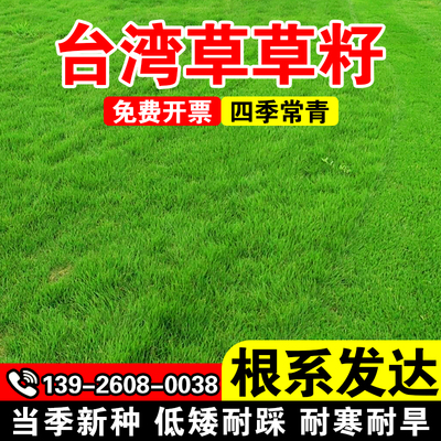 台湾草草籽四季常青草籽