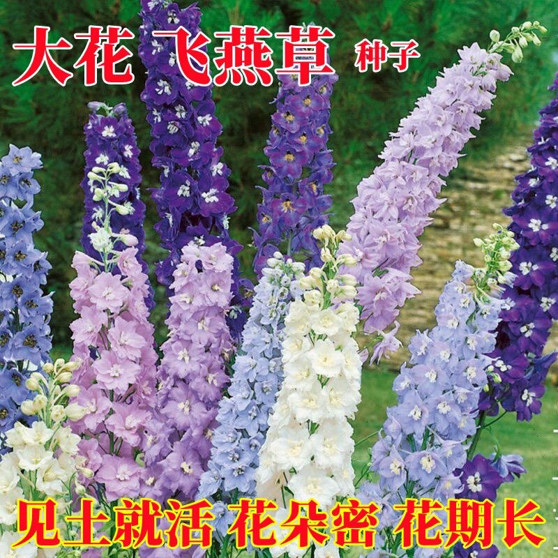 新疆大花飞燕草大花苗盆栽耐寒庭院室外花草秋活花种子花籽子图片