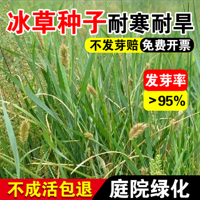 扁穗冰草种子四季高产家畜喜食