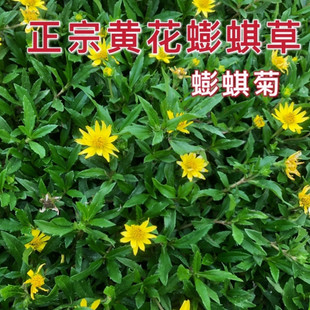三叶蟛蜞菊种子南美黄花墨菜黄花龙舌草田黄菊花卉盆栽绿植草花籽