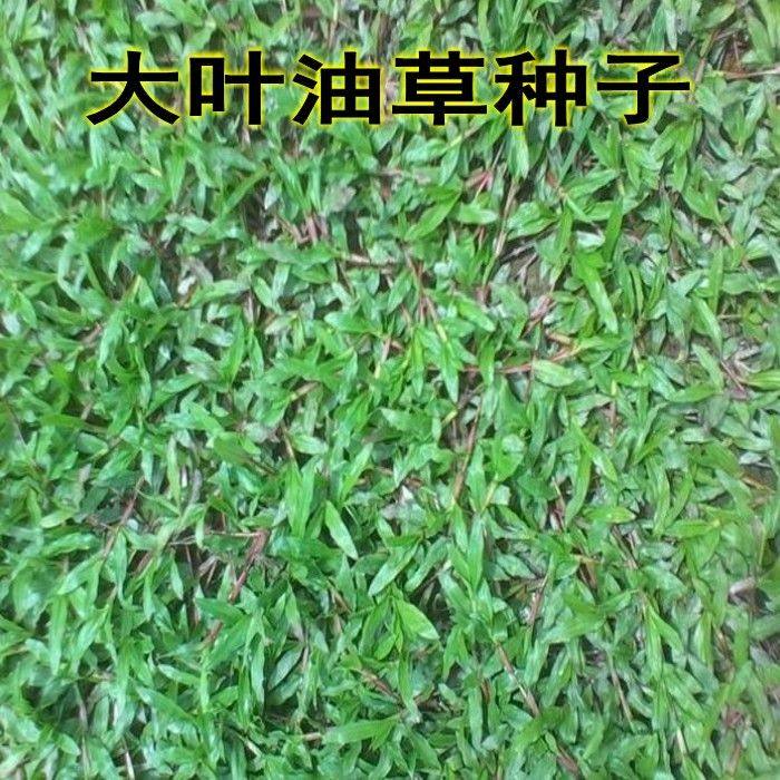 四季大叶油草种子绿色园林大叶油草草籽护坡大叶油草草籽青草籽