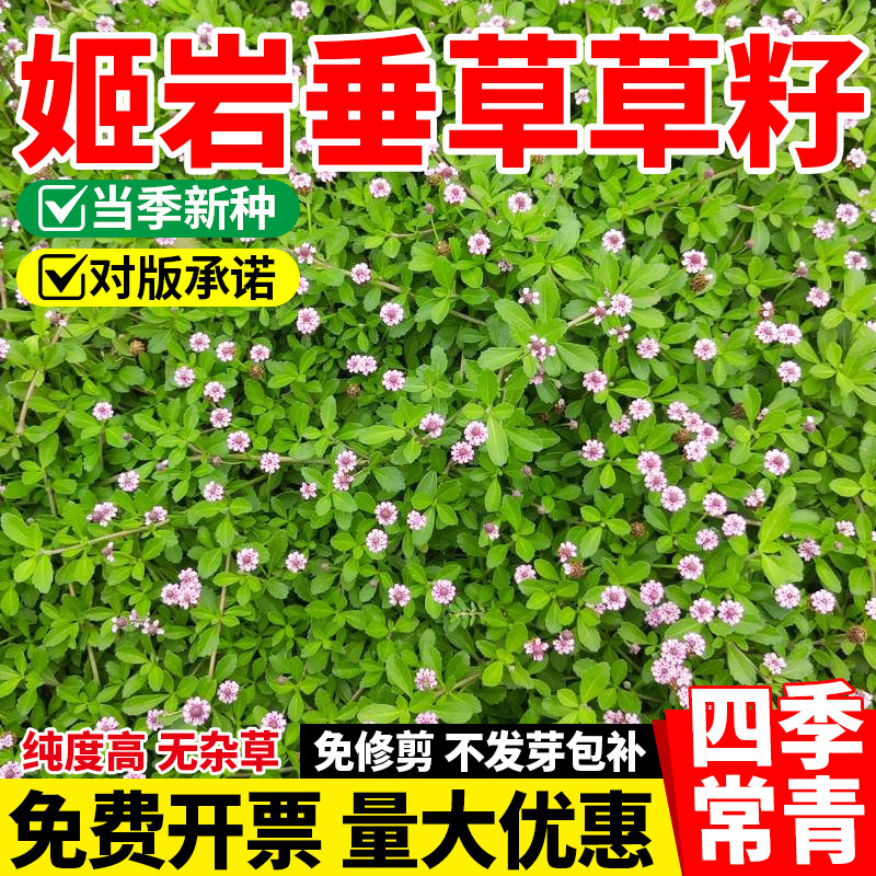 姬岩垂草草种耐寒耐踩四季开花地被植物庭院花境造景搭配植物
