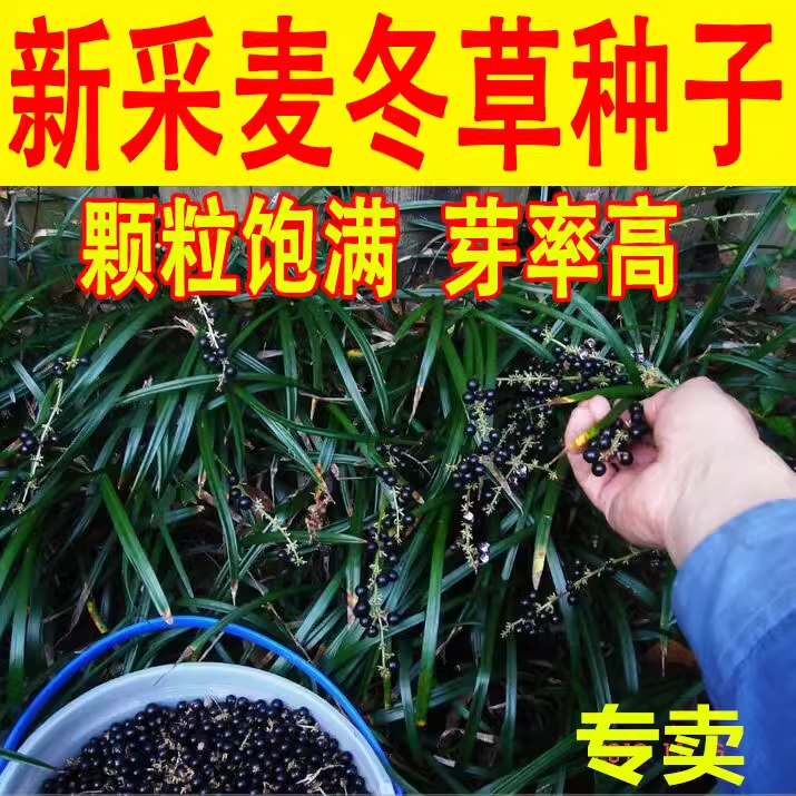 麦冬草种子玉龙金边日本