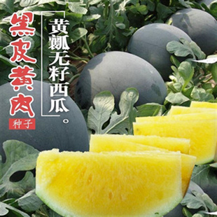 无籽皮包肉厚西瓜黑皮黄瓤西瓜种子四季高产超甜易种耐裂南方种籽