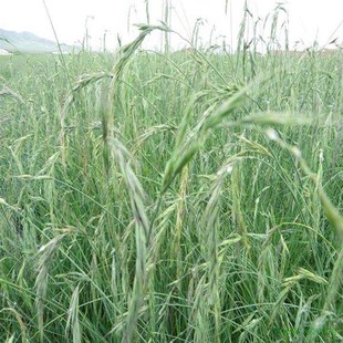 牧草籽垂穗披碱草种子四季种养牛草碱草老芒麦种子耐旱耐寒耐盐碱