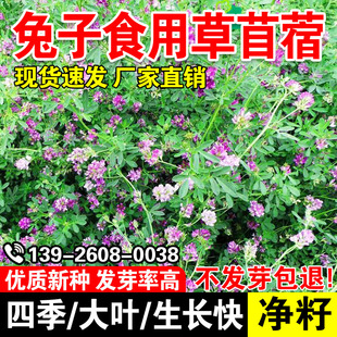 兔子食用草苜蓿四季免鱼草籽种植牧草种子孑护坡食用植物多年生
