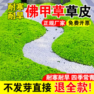 佛甲草草皮黄金万年草籽耐热耐寒四季常绿庭院易活地被景观植物苗