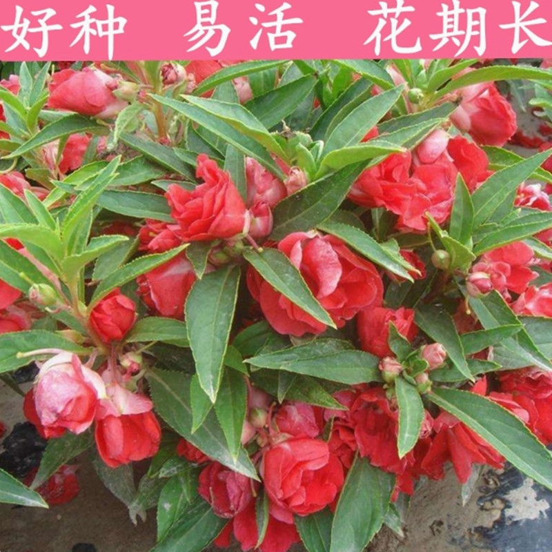 重瓣茶花凤仙花种子七彩指甲草指甲花盆栽四季开花易活花种籽子孑