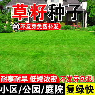 草籽种子免修剪耐践踏公园小区四季常青耐寒草坪草种子