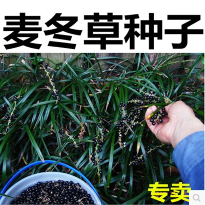 新采麦冬草种子 玉龙草种子 麦冬种子 矮麦冬草籽 绿化草坪种子