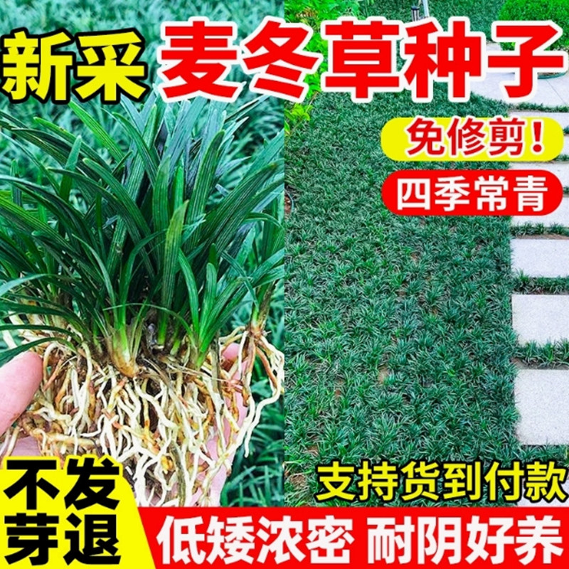 新采麦冬草种子多年生宽叶矮化金边麦冬草籽日本矮麦冬苗绿化种籽图片