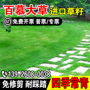 百慕大草庭院别墅小区绿化四季常青低矮耐踩耐寒耐旱绿化草种子