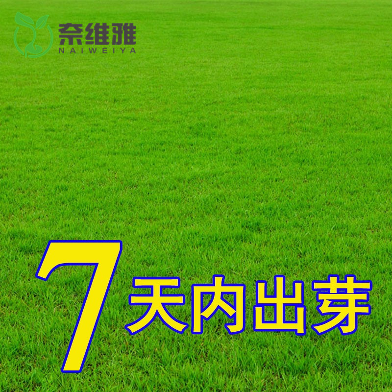 草坪草籽四季常青免修剪马尼拉护坡绿化草坪种子草皮狗牙根草种籽