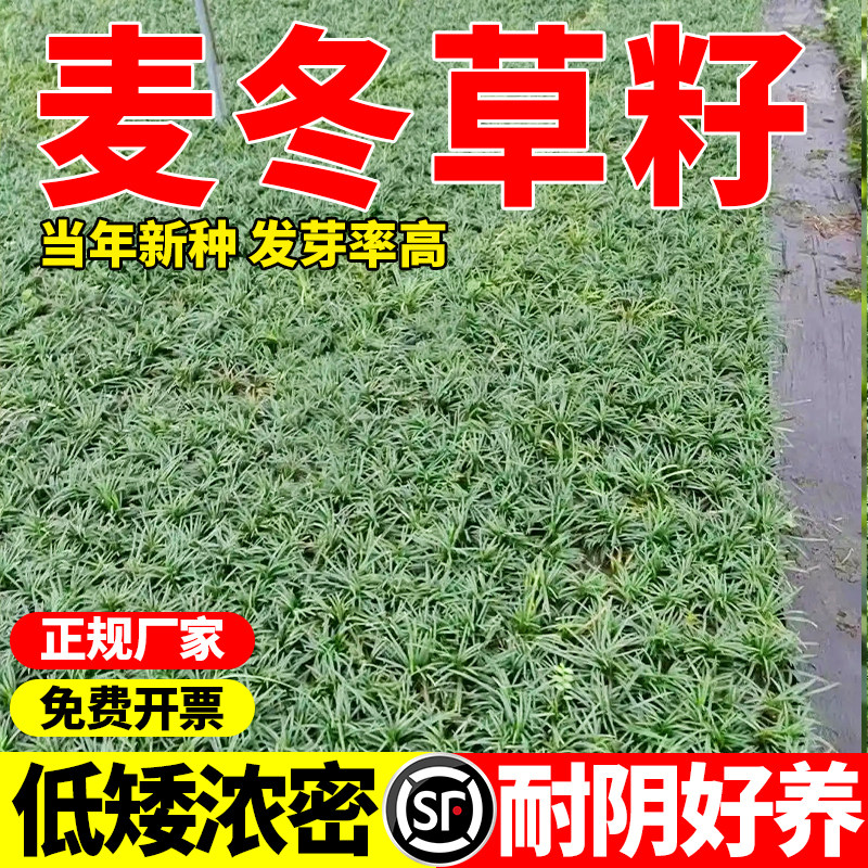 麦冬草草籽玉龙草种子四季青矮生细叶宽叶金边绿化庭院种籽孑图片