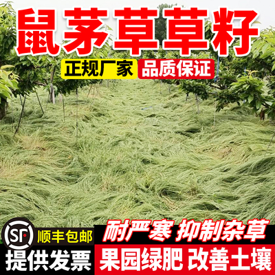 鼠茅草多年生果园绿肥耐严寒草种籽抑制杂草生长改良土壤草籽