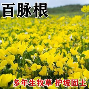 百脉根种子多年生牧草蜜源植物耐践踏耐旱耐盐碱耐酸微草再生力强