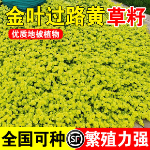 金叶过路黄草籽中华景天种子常绿观叶植物佛甲草种子黄金串吊兰