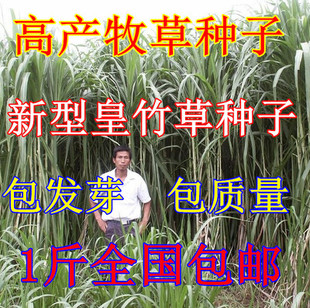 高产新型黄竹草 牧草 新型皇竹草 种节 饲养草 皇竹草种子 牧草