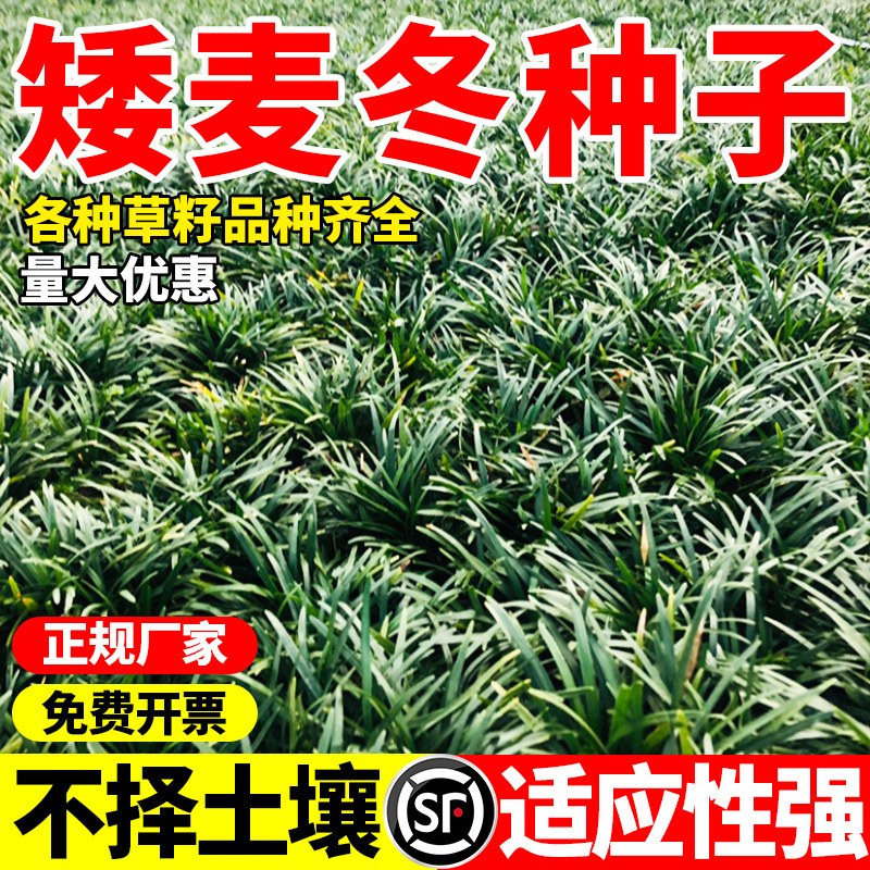 麦冬草草籽玉龙草种子四季青矮生细叶宽叶金边绿化庭院种籽孑图片